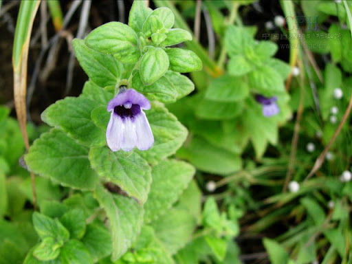 H%E1%BA%A1t%20Gi%E1%BB%91ng%20C%C3%A2y%20Nh%C3%A2n%20Tr%E1%BA%A7n%20-%20(%20c%C3%A2y%20d%C6%B0%E1%BB%A3c%20li%E1%BB%87u)%20-%20G%C3%B3i%20200%20h%E1%BA%A1t%20-%20Image%209