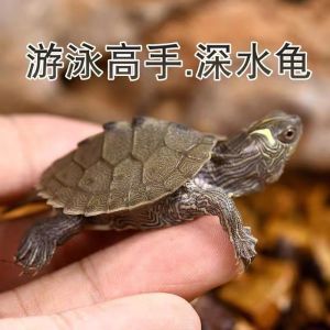 精品地图龟蛋可孵化深水龟观赏小乌龟小宠物密西西比地图龟黑瘤地图龟