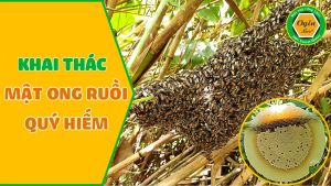 Mật ong ruồi quý hiếm khai thác CHUẨN THIÊN NHIÊN 100% Lọ thủy tinh 100ml OGINBEE