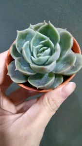 Echeveria onslow SUCCULENTS PLANTS