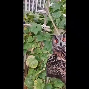 [MS]QN006 แขวนข้ามพรมแดนไล่นกจี้กระดิ่งนกอินทรีสวนสวนกลัวนกแขวนกระดิ่งลมตกแต่งกลางแจ้ง