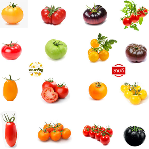 เมล็ดพันธุ์มะเขือเทศรวมสายพันธุ์ ราคาถูก ปลูกง่าย โตไว