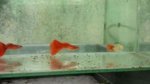 Guppy Albino Full Red Glassbelly