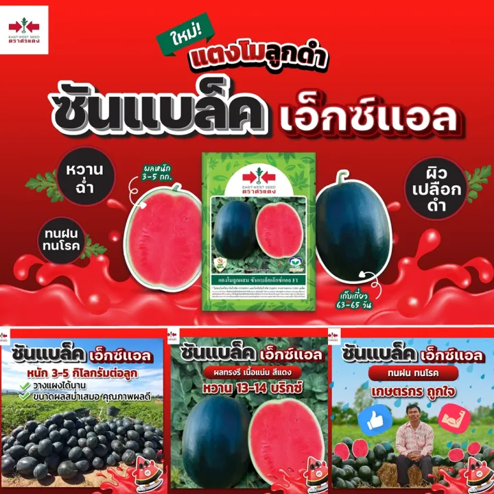 เมล็ดพันธุ์แตงโม ซันแบล็คเอ็กซ์แอล ศรแดง เปลือกดำ หวานฉ่ำ