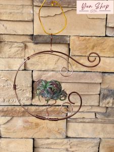 Air Plant - Tillandsia Holder/Hanger
