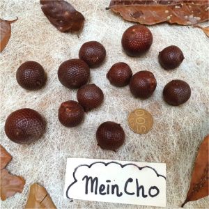 (5 biji) Kolase Biji Rotan BULAT SALAKAN Salak Buah Rotan Mahar Properti Foto Dekorasi Rustik