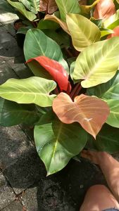 แดงอัมพรหรือกุมารแดงเรียกทรัพย์  *ไซต์ใหญ่*🍒🍀  Cherry Red