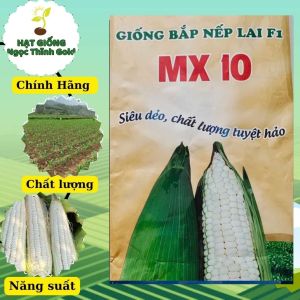 Hạt giống bắp nếp lai f1 mx10 (500gr) SSC