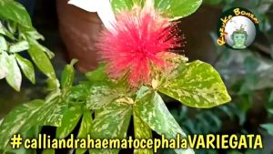 Bunga kaliandra lusianan varigata / bunga hias langka murah