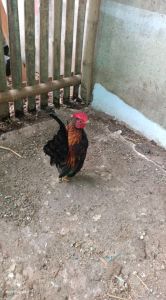 ไก่ซารามอ ไก่เล็กที่สุดในโลก ไก่สวยงาม ไก่จิ๋ว ไก่แจ้ซารามอ มีถิ่นกำเนิดในรัฐกลันตัน ของประเทศมาเลเซีย