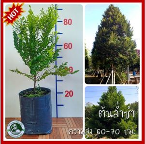 ต้นล่ำซำ ล่ำซำ Black Ebony ไม้มงคลฟอร์มสวย เสริมความเจริญรุ่งเรือง