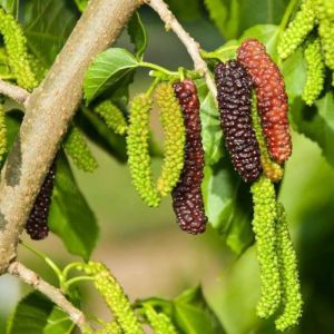 bibit buah long murbei benih pohon tanaman buah di dalam pot tabulampot