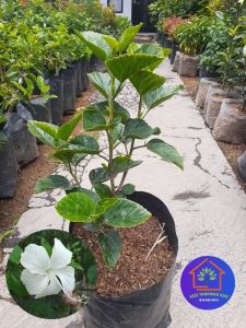 COD 3 Tanaman hias outdoor bunga kembang sepatu warna warni hibiscus rosa sinensis