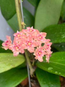 Hoya miari jaya ต้นโฮย่า มีกลิ่นหอมอ่อน ไม้แขวนประดับ ส่งต้นพร้อมลวดแขวน