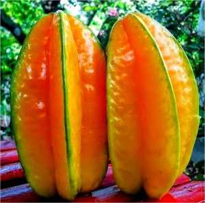 BELI 2 GRATIS 2 / Blimbing Madu Jumbo | Cepat Berbuah | Berbuah Di Dalam Pot | BIBIT OKULASI / SAMBUNG PUCUK