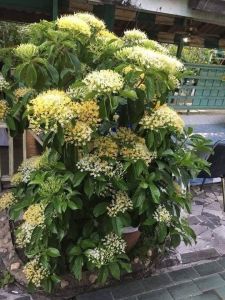 หอมเจ็ดชั้น หรือหอมไกล กระถาง 11 นิ้ว ต้นสวยและแข็งแรง (กทม)