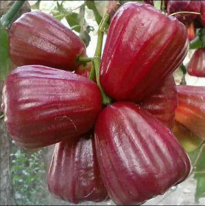 Bibit Jambu Air Dalhari Jumbo Genjah Buah Super Manis