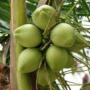 Bibit Kelapa Pandan Wangi Thailand Asli