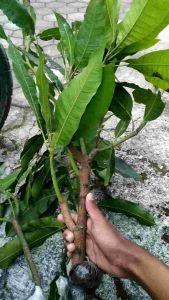 Bibit Cangkok Mangga Madu & Manalagi: Panduan Lengkap