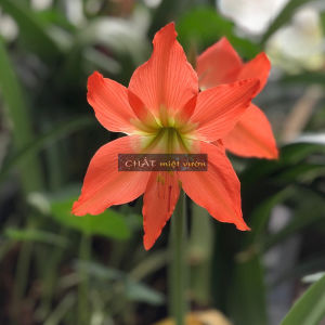 Cây Hoa Huệ trang trí vườn cực đẹp