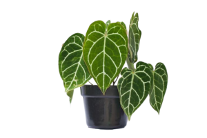 tanaman anthurium crystallinum kuping gajah