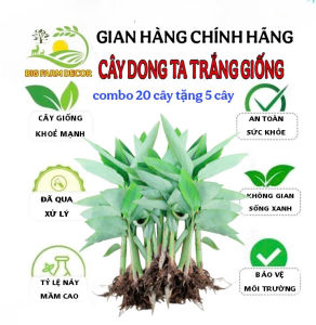 combo 20 cây dong ta dong trắng giống