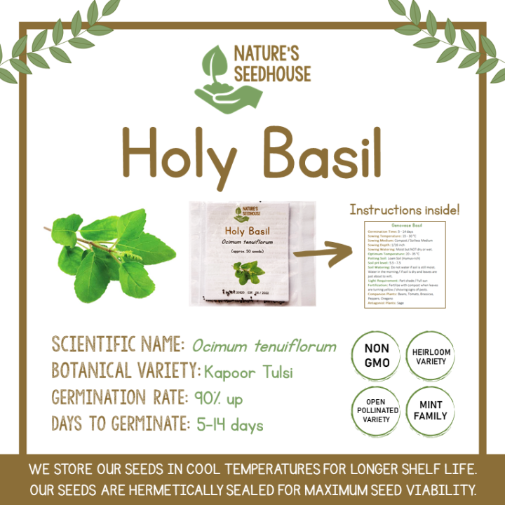 Holy Basil Seeds Tulsi Seeds Sulasi Seeds Balanoy Seeds