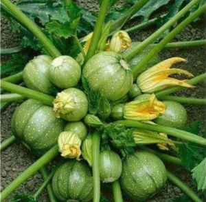 Hạt giống nhập khẩu bí ngòi tròn xanh rất sai trái hạt nhập khẩu - Yến Liên shop