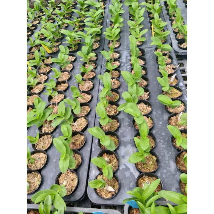 kie%20phi%20%C4%91i%E1%BB%87p%20r%E1%BB%ABng%20l%C3%A1%20m%C3%ADt%20h%C3%B2a%20b%C3%ACnh%20-%20Image%206