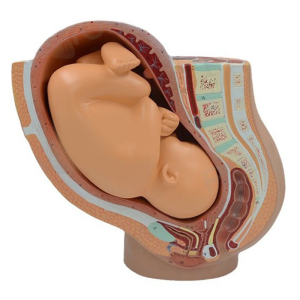 Female Pelvic Anatomy Model with Removable Fetus Classroom Teaching Tool Anatomical Female Model for Training Education