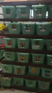 金鱼草种子多年生宿根四季开花不断家庭园艺阳台绿植盆栽花卉种子