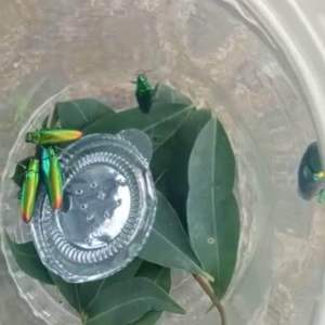 Samber Lilin Hidup: Desain Unik & Aksesoris Penyimpanan