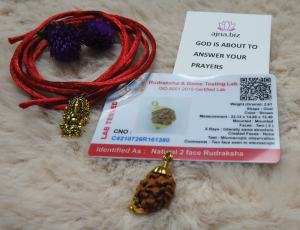 Original Rudraksha 2 Mukhi(2 Faces/ 2 Mugam)Rudraksha Bead With Lab Certificate (RARE)