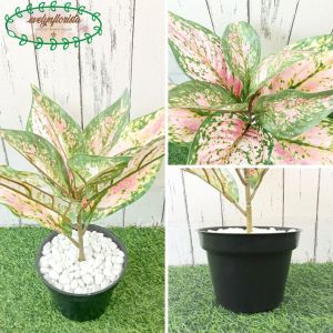 Pohon Artificial Daun Aglonema Lipstick Variasi Hijau & Pink Pot Dasar Hitam Dekorasi Balkon Apartement