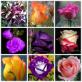 Benih Bunga Rose Jepun - 玫瑰种子 Mixed 6 Seeds Rose Flower Seeds Japanese Roses Plants Seeds for Planting Biji Benih Bunga Pokok Bunga Hidup Pokok Bunga Hidup Tahan Panas Bonsai Tree Live Plant Air Plant Real Plant Indoor Plants Flower Seeds Malaysia. 