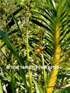 🚛 ส่งฟรี กล้วยไม้ว่านหางช้าง ต้นไม้มงคล ไซส์ใหญ่ กล้วยไม้ที่ใหญ่ที่สุดในโลก ดอกสีเหลืองปนน้ำตาล ลายเสือ ช่อดอกยาวประมาณ 1 เมตร (ยังไม่มีดอก) ต้นสวย ฟอร์มสวย ขนาดต้นสูงประมาณเกือบ 1 เมตร จำนวน 3-4 ต้นต่อ 1 กอ ตกแต่งบ้าน สวน 18+ ผู้ใหญ่ วัยทำงาน ทุกเพศ