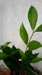 Pohon Salam: Tanaman Daun Salam Untuk Dekorasi & Keindahan Taman