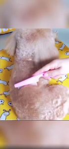 Dogs and cats use stainless steel flea combs to remove insect eggs. Pet combs are used to remove lice knots beautify seahorses comb hair and pet products