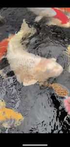 Thức ăn cá Koi 5kg tăng màu tăng size HAVU KOI FOOD. HÀNG CHÍNH HÃNG