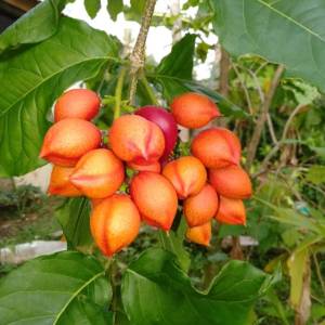 Bibit Tanaman Buah Kacang Amazon Butter Nut Mentega Kualitas Unggul