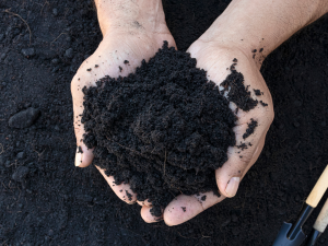 THALI Store Premium Organic Garden Soil with Coco Peat Carbonized Rice Hull & Vercamist Fertilizer – Buy 1 Get 1 – Ready to Ship