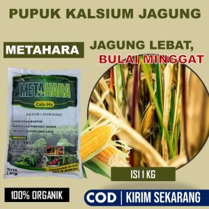 PROMO 1 KG METAHARA Basmi Bulai Busuk Jagung Obat Pengendalian pada Penyakit Busuk Jagung Terlaris - Pupuk Pembasmi Penyakit Jagung Paling Laris 100% ORIGINAL - Obat Busuk jagung Paling Bagus - Obat Penyakit Jagung Busuk Buah & Batang Daun Kuning dll