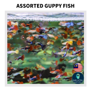Mix Colourful Guppy Fish x10 Ekor (free x1 pair) Ready Stock By Million-Shop