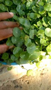 แว่นแก้ว บัวแก้ว บัวจิ๋ว ไม้อวบน้ำ ต้นไม้ฟอกอากาศ ต้นไม้มงคล ไม้น้ำเลี้ยงง่ายไบสวยงาม