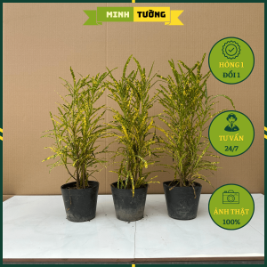 Cây Vàng Bạc Lá Nhỏ - Cây Đuôi Lươn Vàng Anh Đuôi Lươn