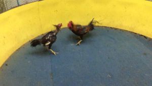 ไข่เชื้อ พม่าจอมโหด แข้งรุนแรง เหลี่ยมดี