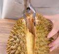 Durian peel stainless steel ที่แกะเปลือกทุเรียน ที่ปอกเปลือกทุเรียน 1 ชิ้น. 