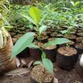Bibit Tanaman Pohon Pule / Pulai Super Berkualitas Unggul. 