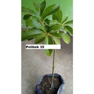 Bibit Alpukat Yellow Vietnam Super Okulasi