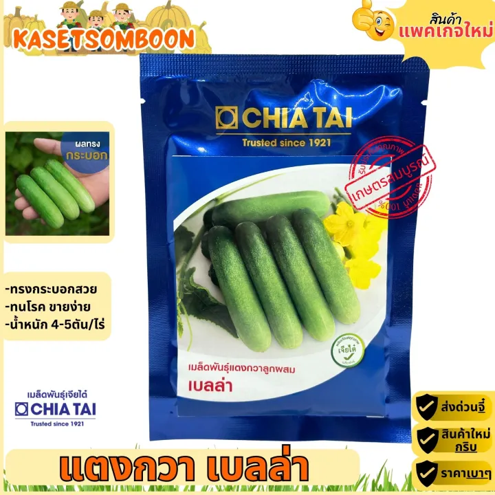 เมล็ดแตงกวาเบลล่า เจียไต๋ ผลสีเขียว 12 ซม.